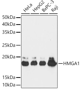 HMGA1 Antibody in Western Blot (WB)