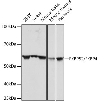 FKBP4 Antibody in Western Blot (WB)