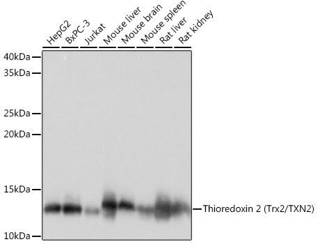 Thioredoxin 2 Antibody in Western Blot (WB)