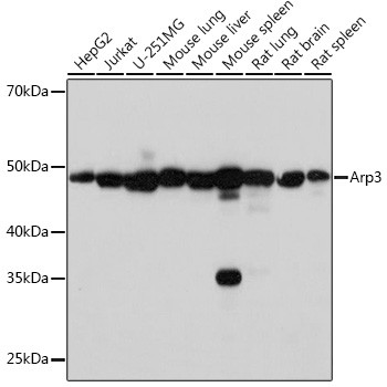 Arp3 Antibody in Western Blot (WB)