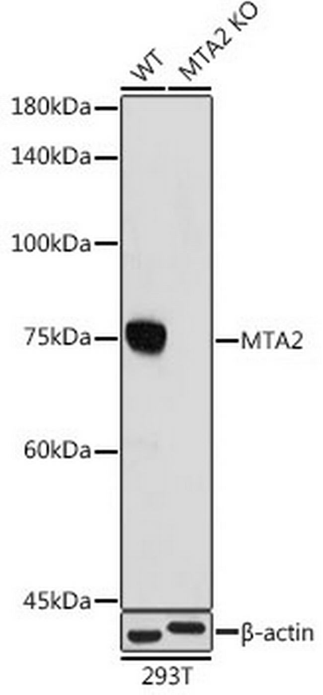 MTA2 Antibody