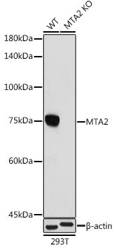 MTA2 Antibody in Western Blot (WB)