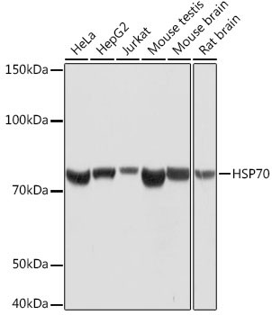 HSP70 Antibody in Western Blot (WB)