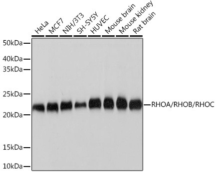 RhoA/RhoB/RhoC Antibody in Western Blot (WB)