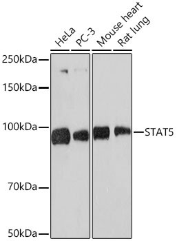 STAT5 alpha/beta Antibody in Western Blot (WB)