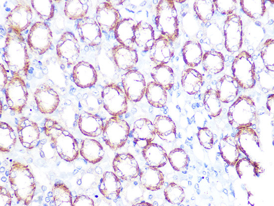 ATP1B1 Antibody in Immunohistochemistry (Paraffin) (IHC (P))