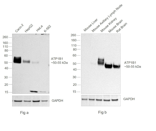 ATP1B1 Antibody