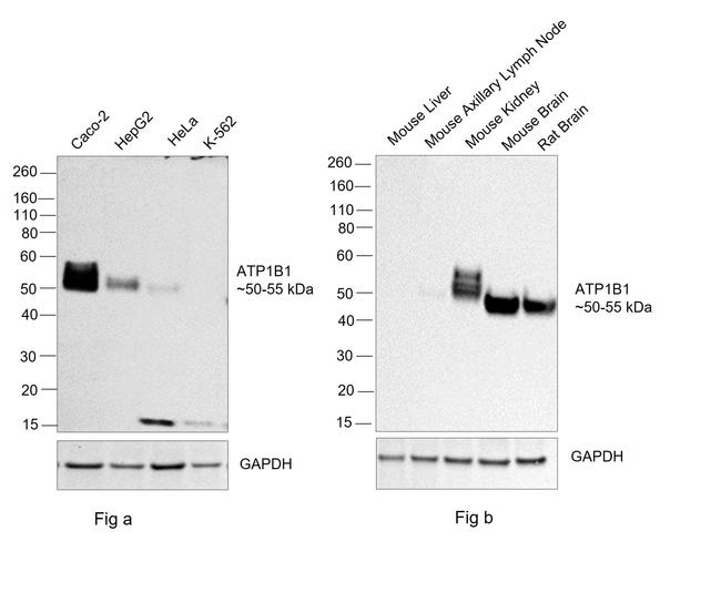 ATP1B1 Antibody in Western Blot (WB)