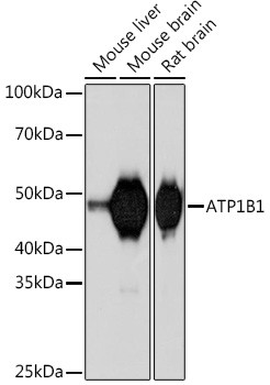 ATP1B1 Antibody in Western Blot (WB)