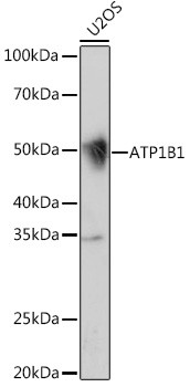 ATP1B1 Antibody in Western Blot (WB)