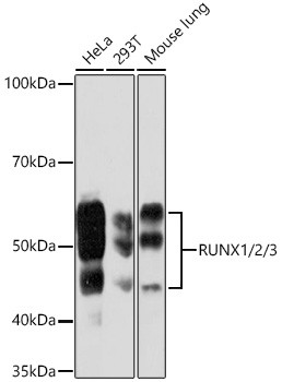 RUNX1/RUNX2/RUNX3 Antibody in Western Blot (WB)