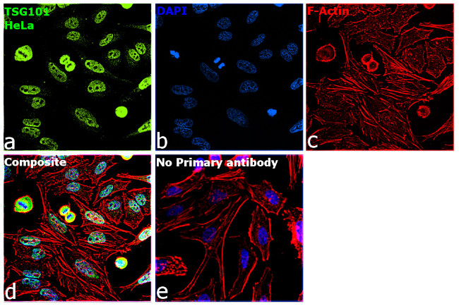 TSG101 Antibody in Immunocytochemistry (ICC/IF)