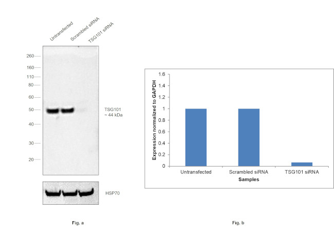 TSG101 Antibody