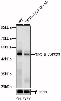 TSG101 Antibody in Western Blot (WB)