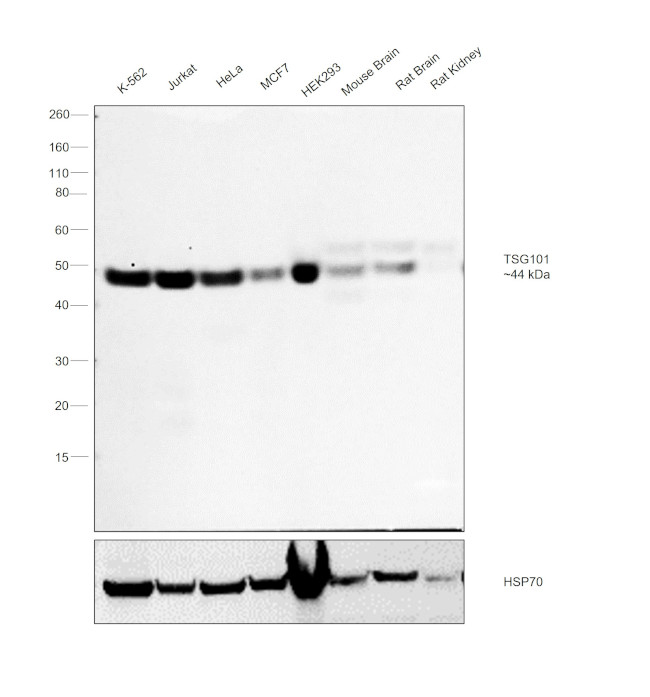 TSG101 Antibody in Western Blot (WB)