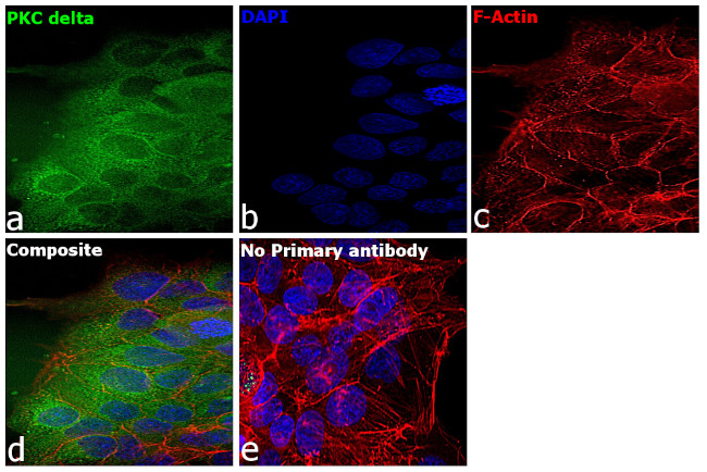 PKC delta Antibody in Immunocytochemistry (ICC/IF)