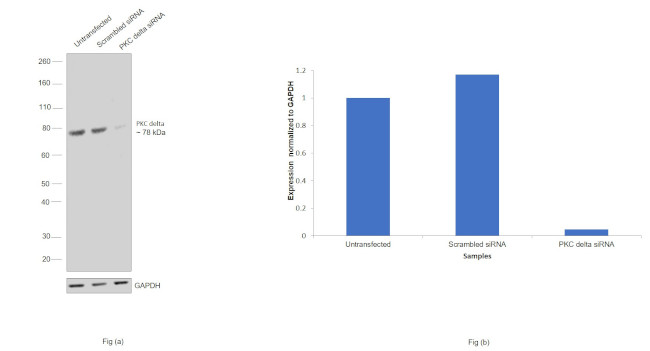 PKC delta Antibody