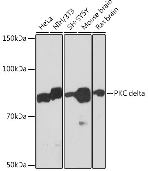 PKC delta Antibody in Western Blot (WB)