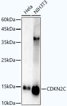CDKN2C Antibody in Western Blot (WB)