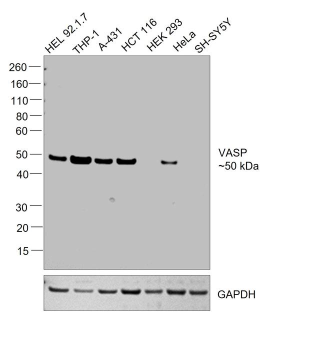 VASP Antibody in Western Blot (WB)