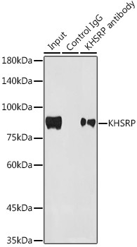 KHSRP Antibody in Immunoprecipitation (IP)