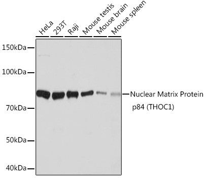 Nuclear Matrix Protein p84 Antibody in Western Blot (WB)