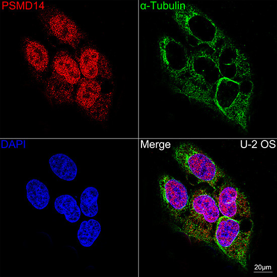 PSMD14 Antibody in Immunocytochemistry (ICC/IF)