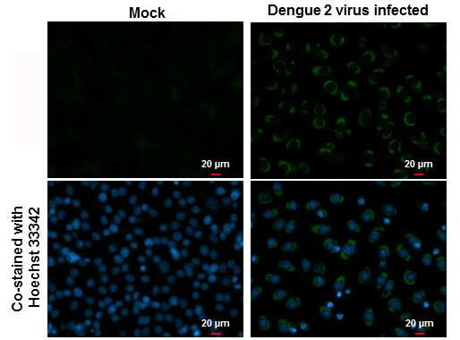 Dengue Virus Type 2 NS1 Antibody in Immunocytochemistry (ICC/IF)