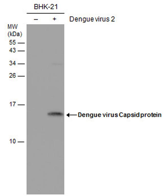 Dengue Virus Type 2 Capsid Antibody in Western Blot (WB)