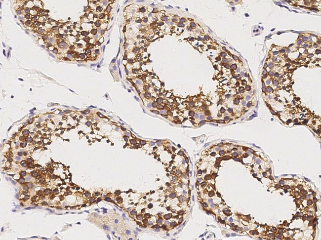 GDF3 Antibody in Immunohistochemistry (Paraffin) (IHC (P))