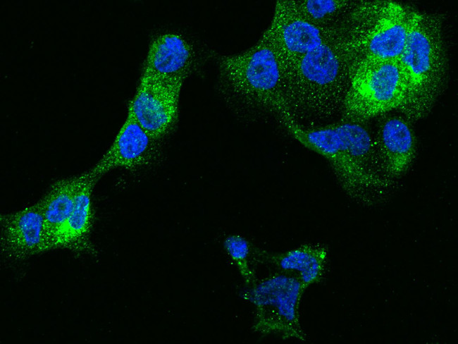 IFITM1 Antibody in Immunocytochemistry (ICC/IF)