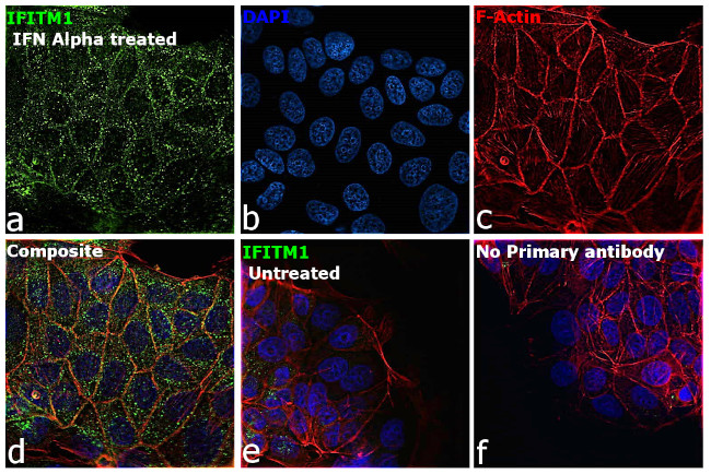 IFITM1 Antibody in Immunocytochemistry (ICC/IF)