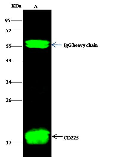 IFITM1 Antibody in Immunoprecipitation (IP)