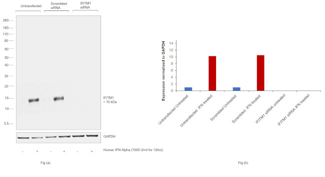 IFITM1 Antibody