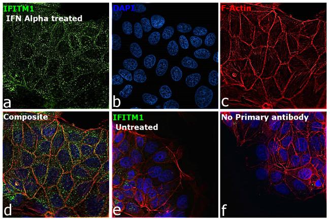 IFITM1 Antibody