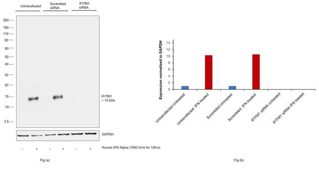 IFITM1 Antibody in Western Blot (WB)