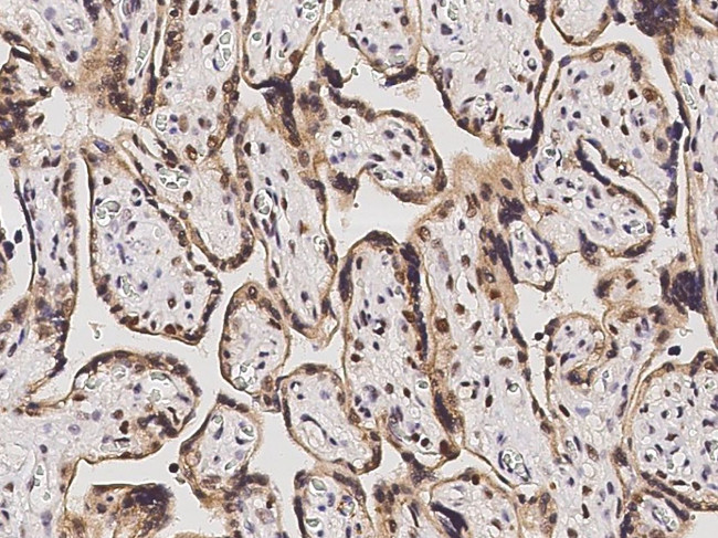 p38 MAPK alpha Antibody in Immunohistochemistry (Paraffin) (IHC (P))