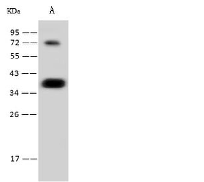 CGREF1 Antibody in Western Blot (WB)