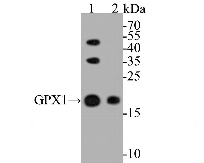 Glutathione Peroxidase 1 Antibody in Western Blot (WB)