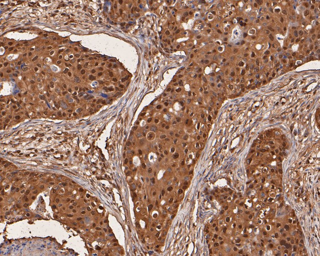 UBA3 Antibody in Immunohistochemistry (Paraffin) (IHC (P))