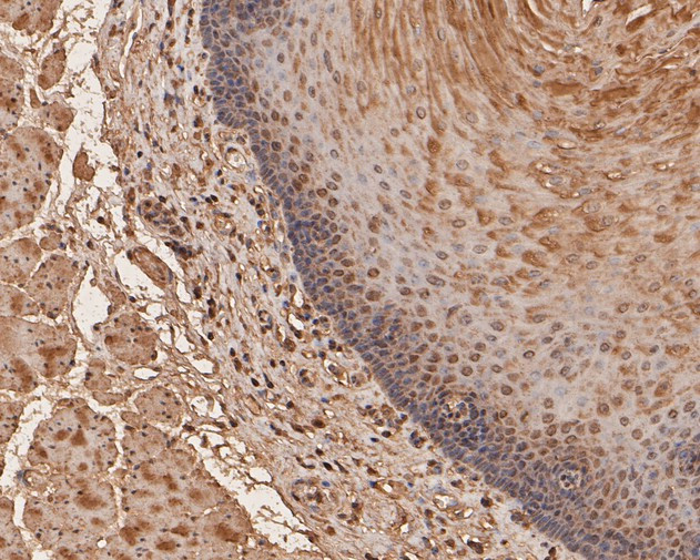 UBA3 Antibody in Immunohistochemistry (Paraffin) (IHC (P))