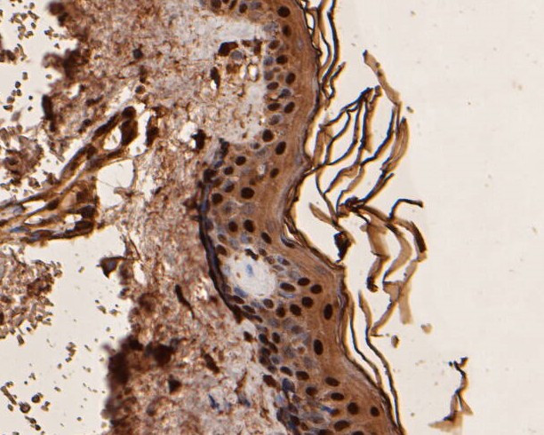 UBA3 Antibody in Immunohistochemistry (Paraffin) (IHC (P))