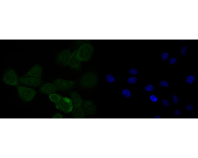 HMGB2 Antibody in Immunocytochemistry (ICC/IF)