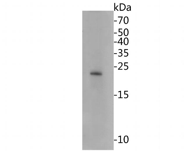 HMGB2 Antibody in Western Blot (WB)