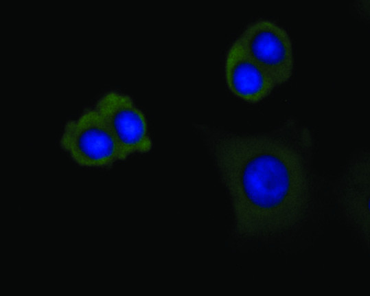 DAPK1 Antibody in Immunocytochemistry (ICC/IF)