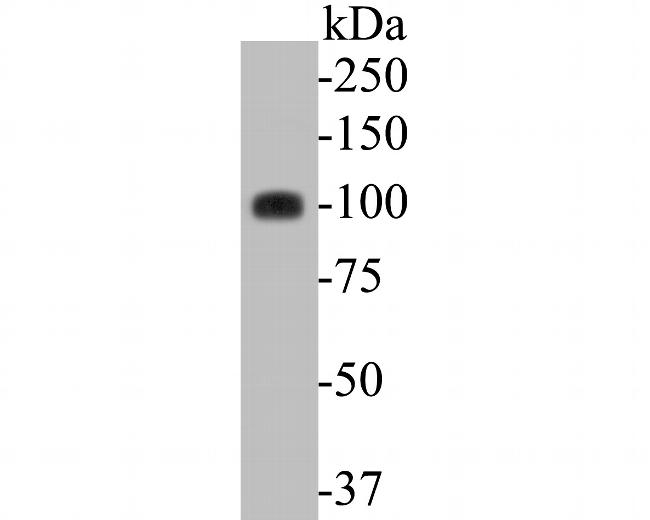 ARTS1 Antibody in Western Blot (WB)