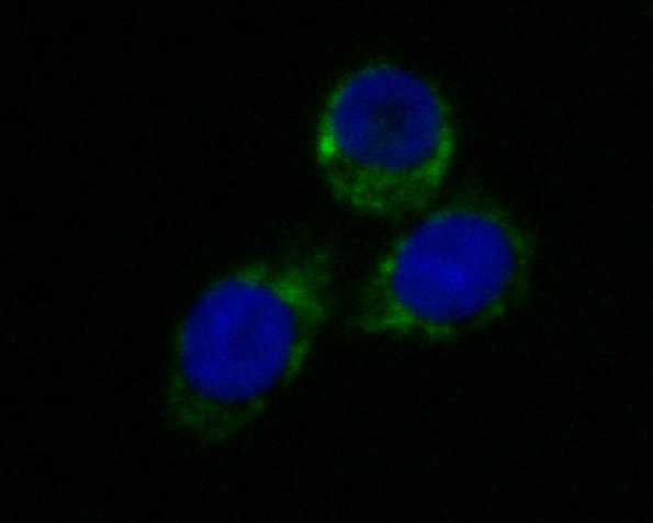 LDHD Antibody in Immunocytochemistry (ICC/IF)