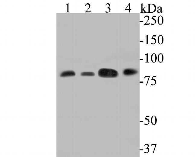 DBF4 Antibody in Western Blot (WB)