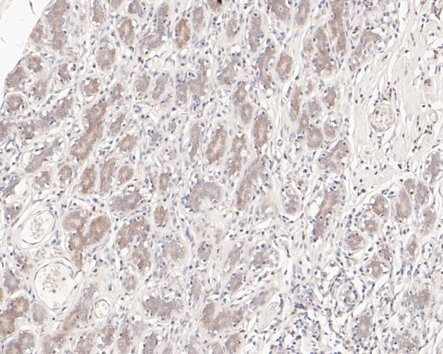 SENP2 Antibody in Immunohistochemistry (Paraffin) (IHC (P))