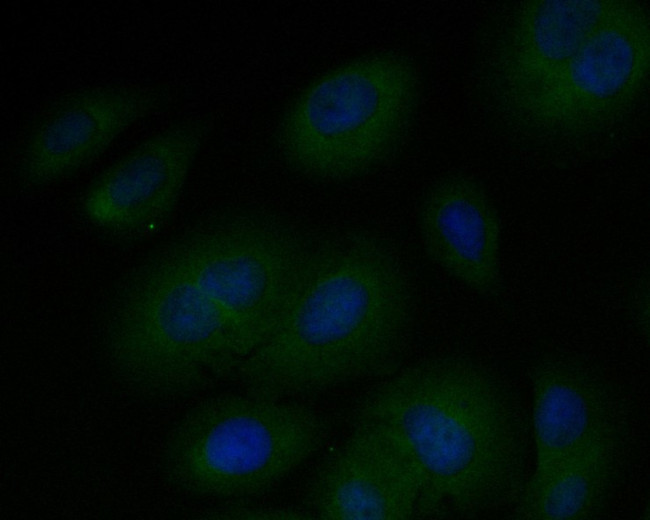 EEF1G Antibody in Immunocytochemistry (ICC/IF)